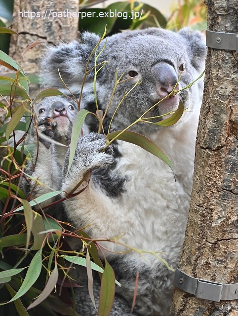 2020年1月 王子動物園2 その2_a0052986_7381522.jpg