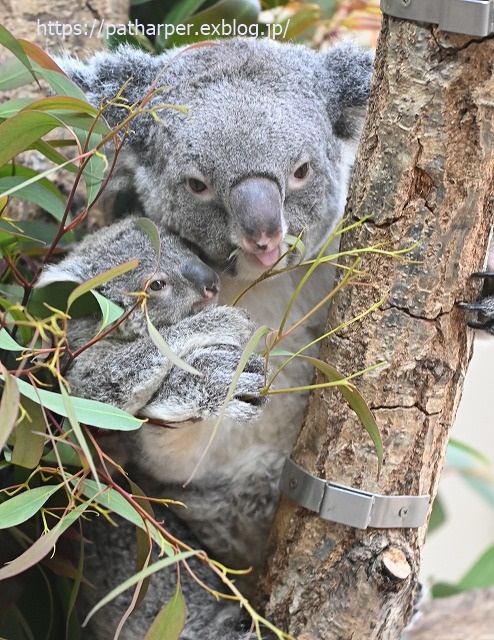 2020年1月 王子動物園2 その2_a0052986_7384162.jpg