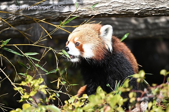 2020年1月 王子動物園2 その2_a0052986_7392233.jpg