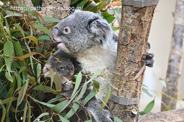 2020年1月 王子動物園2 その2_a0052986_739568.jpg