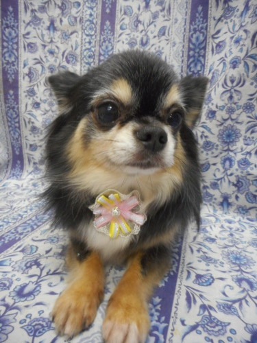 チワワのキラちゃん ナチュラル カットで今日も可愛いネ ふぉるむm A 千葉市 トリミングサロン 犬の美容室 千葉県 千葉市 花見川区 ペットサロン 検見川町3 340 18 ワンちゃんのカットハウス 千葉043 301 2995 10 00 19 00