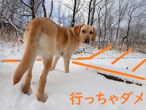 なっちゃんプーちゃん。_c0182012_11141427.jpg