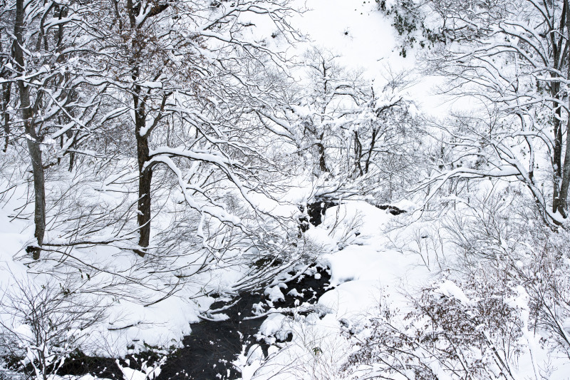 雪景色の中で_d0370716_14342313.jpg