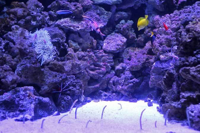 共生する生き物、潜る魚～クマノミとチンアナゴ（アクアパーク品川 
