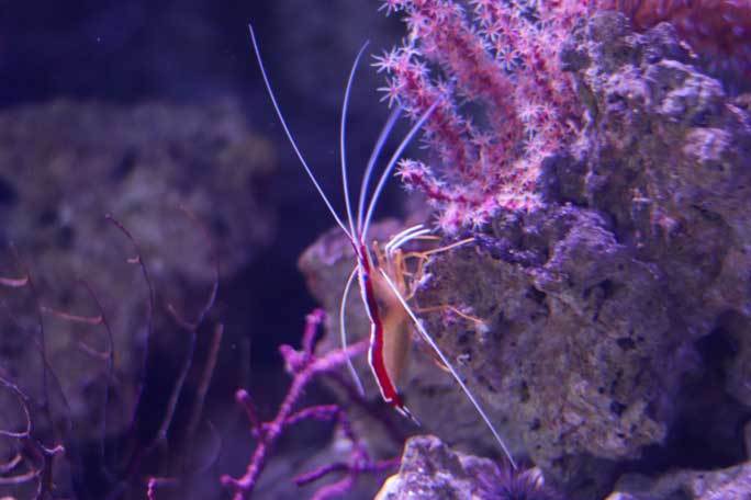 共生する生き物、潜る魚～クマノミとチンアナゴ（アクアパーク