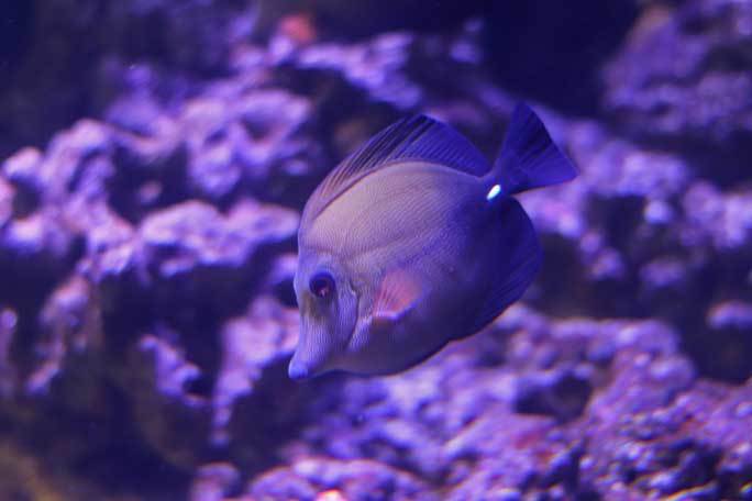 共生する生き物、潜る魚～クマノミとチンアナゴ（アクアパーク