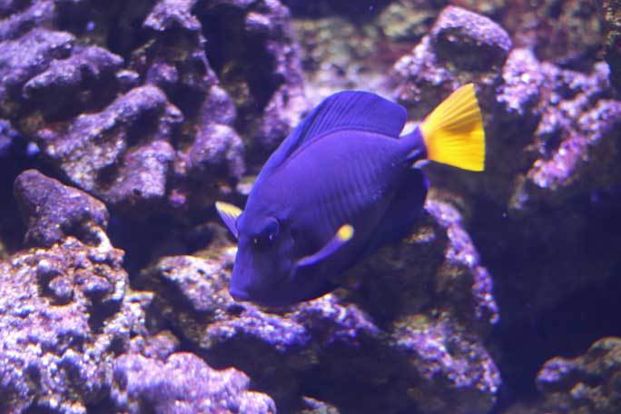 共生する生き物、潜る魚～クマノミとチンアナゴ（アクアパーク