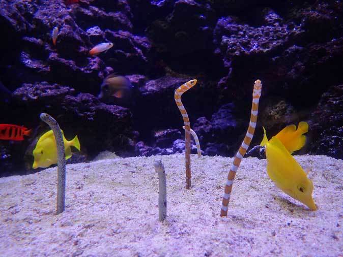 共生する生き物 潜る魚 クマノミとチンアナゴ アクアパーク品川 続々 動物園ありマス 共生する生き物 潜る魚 クマノミとチンアナゴ アクアパーク品川 続々 動物園ありマス