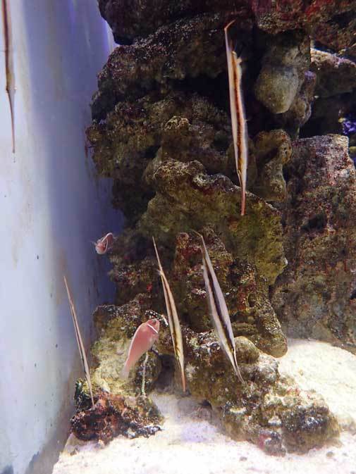 共生する生き物、潜る魚～クマノミとチンアナゴ（アクアパーク