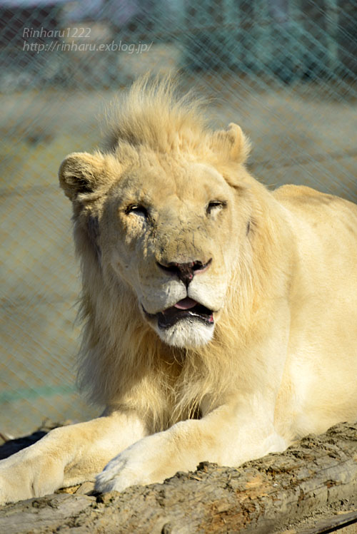 2019.1.13 岩手サファリパーク☆ホワイトライオンのシュンとライデン【White lion brother】_f0250322_23265138.jpg