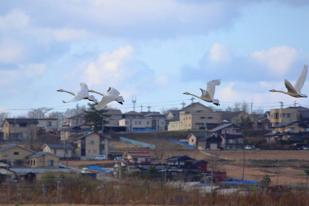 北帰行_e0403850_22452737.jpg