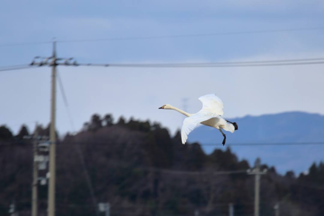 北帰行_e0403850_22454702.jpg