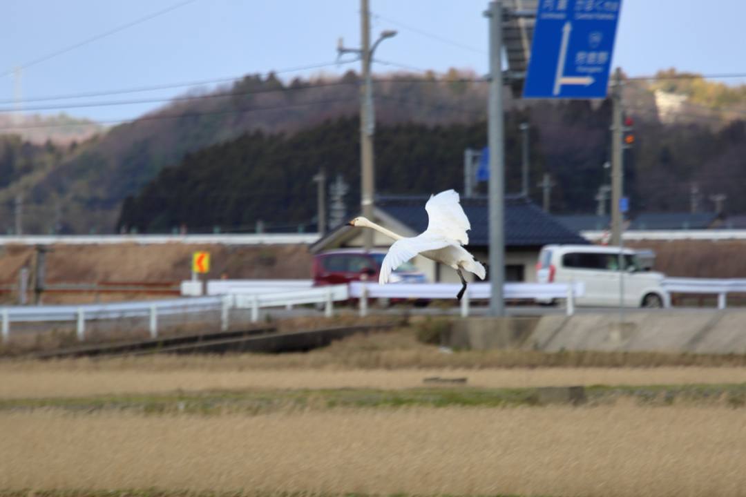 北帰行_e0403850_22454775.jpg