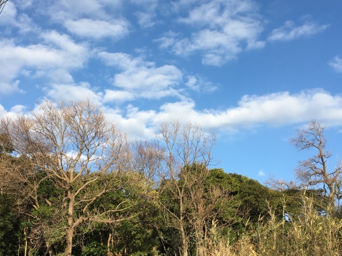 仙人になりたい Opaな日々 仙人になりたい Opaな日々