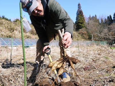 ダリアの球根 年の販売に向け球根の掘り上げ作業を現地取材 必ず発芽する球根だけを販売 後編 ｆｌｃパートナーズストア