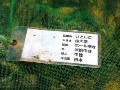 『ダリアの球根』 2020年の販売に向け球根の掘り上げ作業を現地取材!必ず発芽する球根だけを販売(後編)_a0254656_17082063.jpg