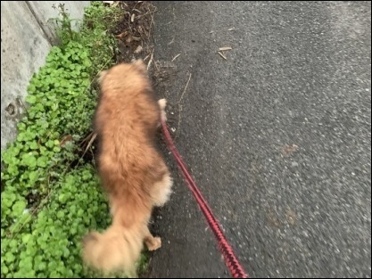 令和2年 2月1日 朝散歩_b0300759_09075717.jpeg