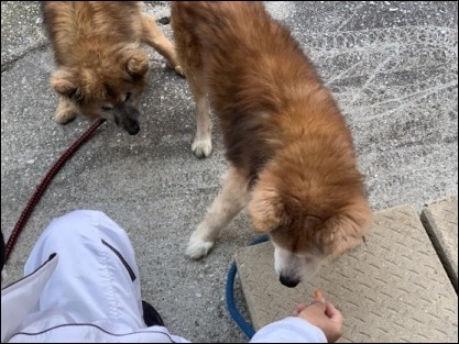 令和2年 2月1日 朝散歩_b0300759_09080707.jpeg