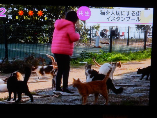 ’20,2,1(土)イスタンブールの野良猫ちゃん達!_f0060461_10352613.jpg