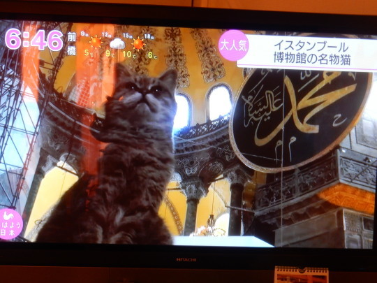 ’20,2,1(土)イスタンブールの野良猫ちゃん達!_f0060461_10393921.jpg