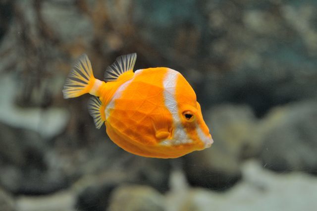 海響館でフグ三昧(ただし見学に限る) : 蜜蜂的写真日記 海響館でフグ三昧(ただし見学に限る) : 蜜蜂的写真日記
