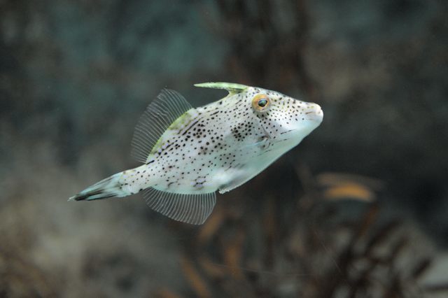 海響館でフグ三昧(ただし見学に限る) : 蜜蜂的写真日記 海響館でフグ三昧(ただし見学に限る) : 蜜蜂的写真日記