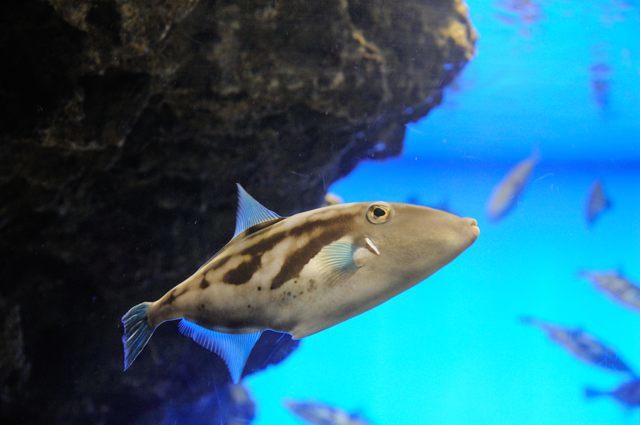 海響館 カワハギやフグの仲間たち 蜜蜂的写真日記