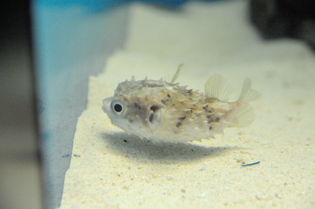 海響館 カワハギやフグの仲間たち 蜜蜂的写真日記