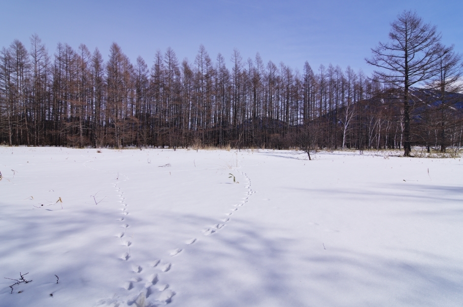 雪上の足跡-2_c0313080_22224565.jpg