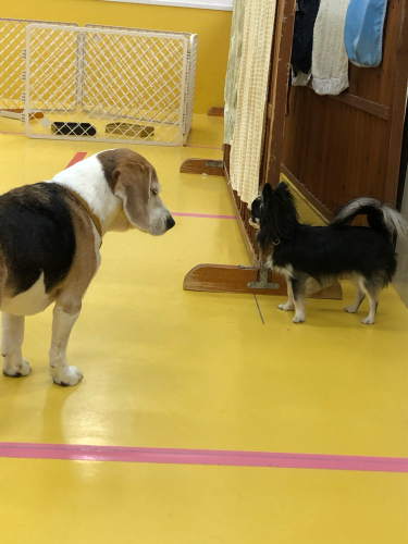 保育園ブログ🐶📛_f0357682_23444636.jpg
