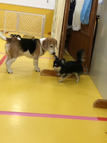 保育園ブログ🐶📛_f0357682_23444890.jpg