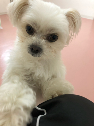 保育園ブログ🐶📛_f0357682_23532134.jpg