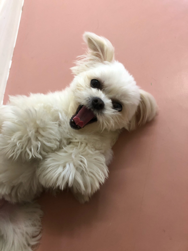 保育園ブログ🐶📛_f0357682_23573517.jpg