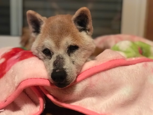 オムツがたくさん!!_f0242002_17582546.jpg