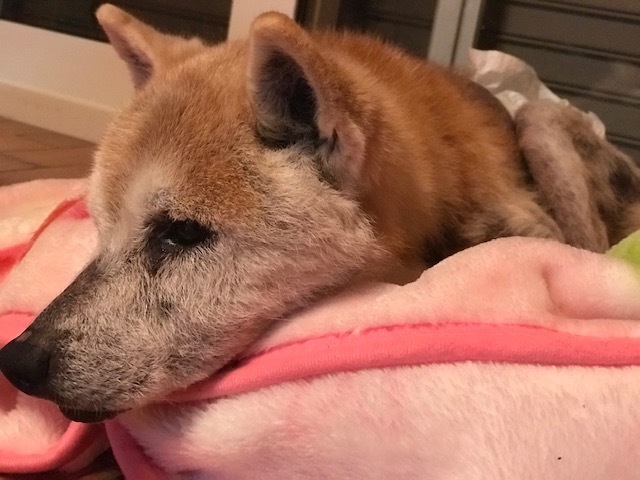 オムツがたくさん!!_f0242002_17583113.jpg
