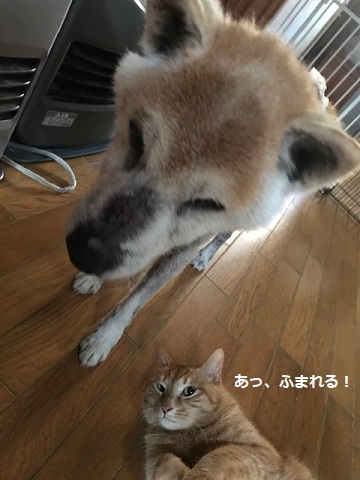 オムツがたくさん!!_f0242002_18181865.jpg