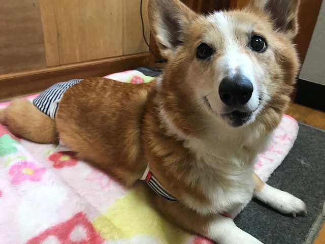 オムツがたくさん!!_f0242002_18183600.jpg