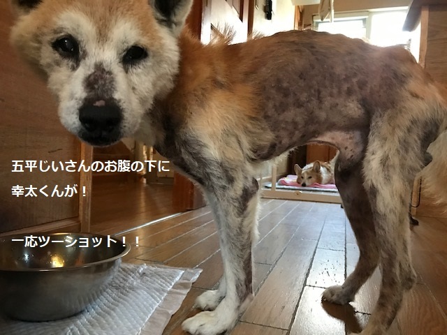 オムツがたくさん!!_f0242002_18435189.jpg