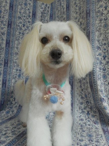 マルプーのハルちゃん テディベア カットで今日も可愛いネ ふぉるむm A 千葉市 トリミングサロン 犬の美容室 千葉県 千葉市 花見川区 ペットサロン 検見川町3 340 18 ワンちゃんのカットハウス 千葉043 301 2995 10 00 19 00