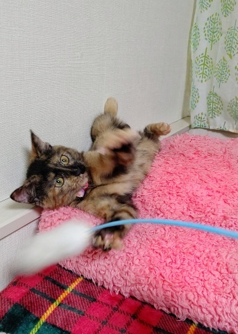 まとめ日記(2019.12/22~12/29)_e0144012_13330049.jpeg