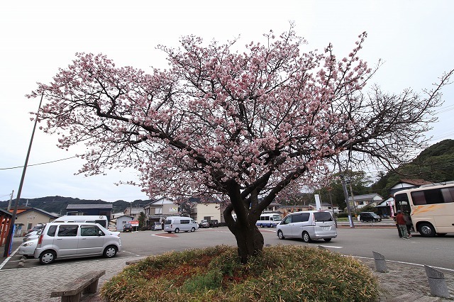 咲き誇る緋寒桜（ヒカンザク）（撮影：1月25日）_e0321325_15292953.jpg