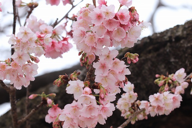 咲き誇る緋寒桜（ヒカンザク）（撮影：1月25日）_e0321325_15311167.jpg