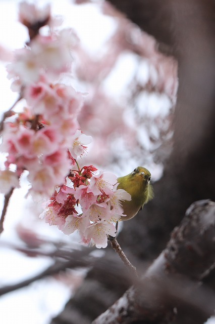 咲き誇る緋寒桜（ヒカンザク）（撮影：1月25日）_e0321325_15320482.jpg