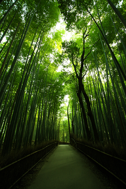 京都回顧 －竹林の路の朝－ _b0169330_9135927.jpg