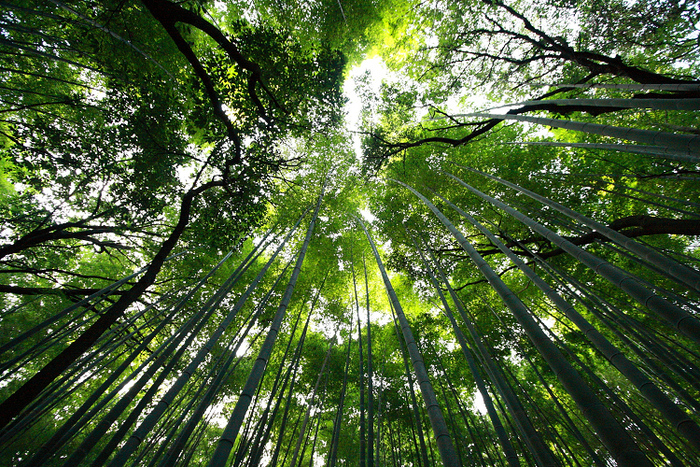 京都回顧 －竹林の路の朝－ _b0169330_9141573.jpg