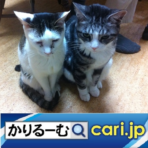 その違いってなんですか？　cari.jp_a0392441_10513279.jpg