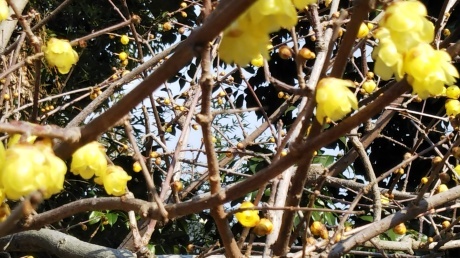 クリーンハイク 塩屋~栂尾山~須磨離宮公園_c0218841_18041084.jpg