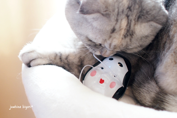 福娘猫♪_e0268051_16114747.jpg