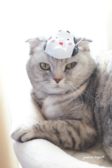 福娘猫♪_e0268051_16141366.jpg