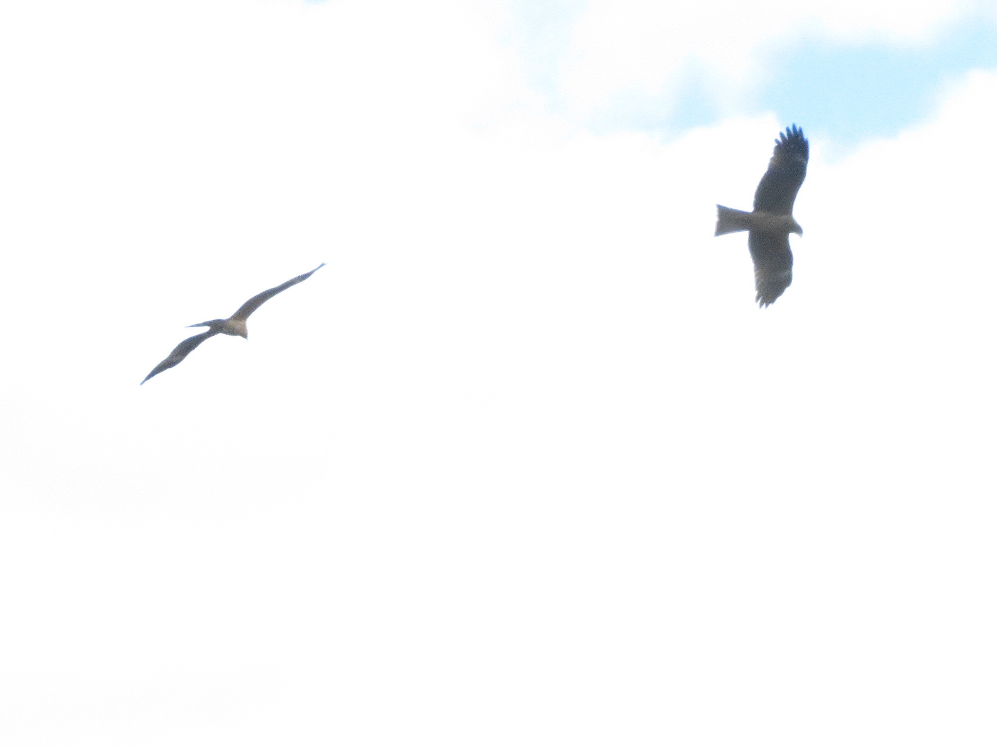 大きな鳥が空を舞う 花追い日記